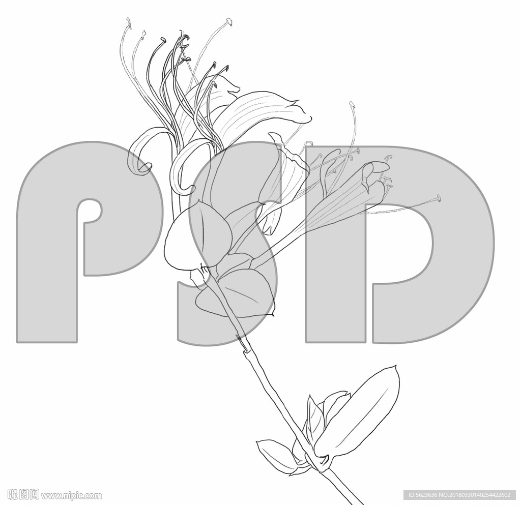 金银花手绘线稿