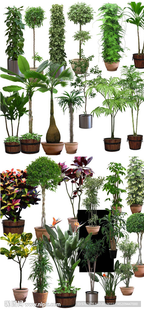 园林盘栽植物PSD素材