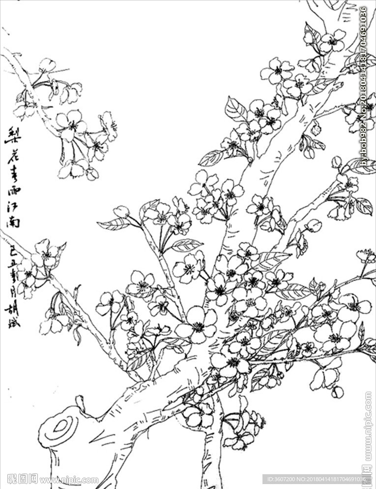 梨花线描 梨花白描 梨花素描