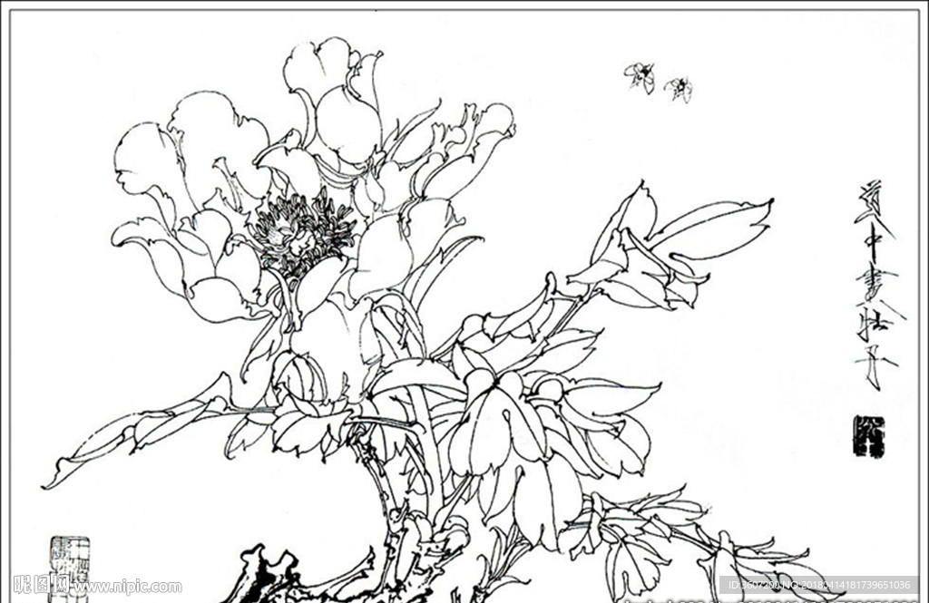 牡丹线描 牡丹白描 牡丹素描