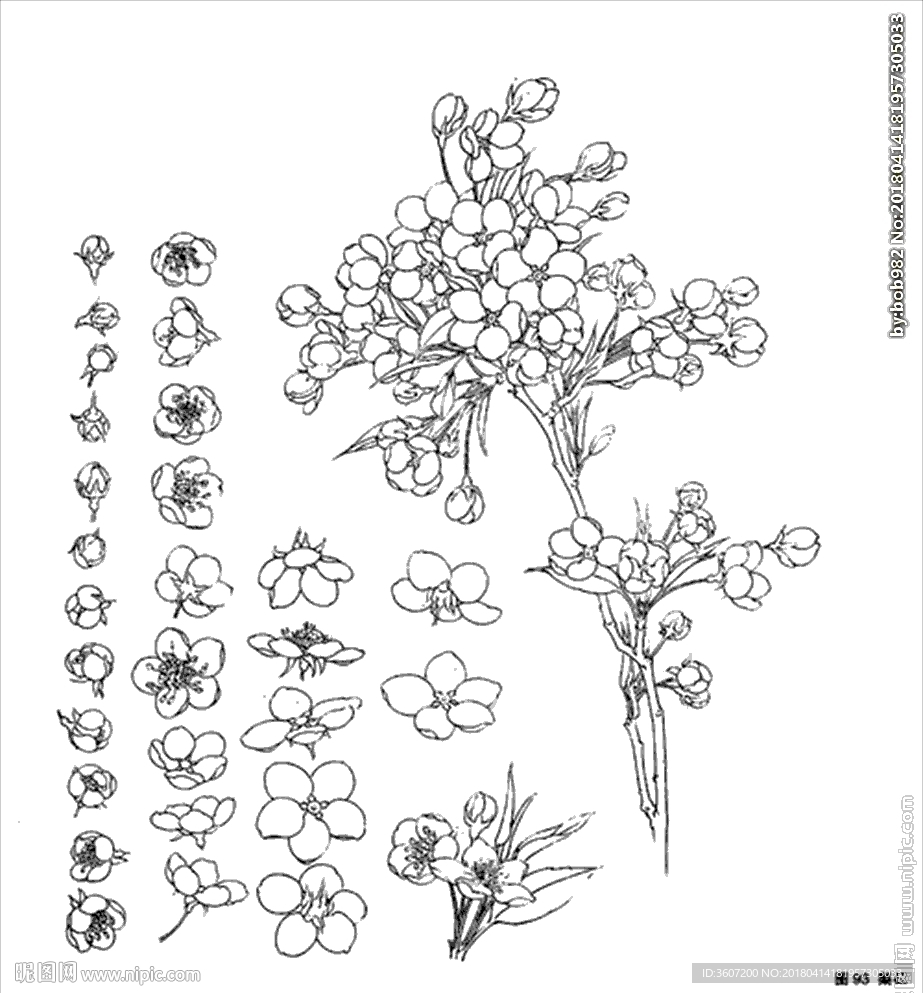 梨花线描 梨花白描 梨花素描