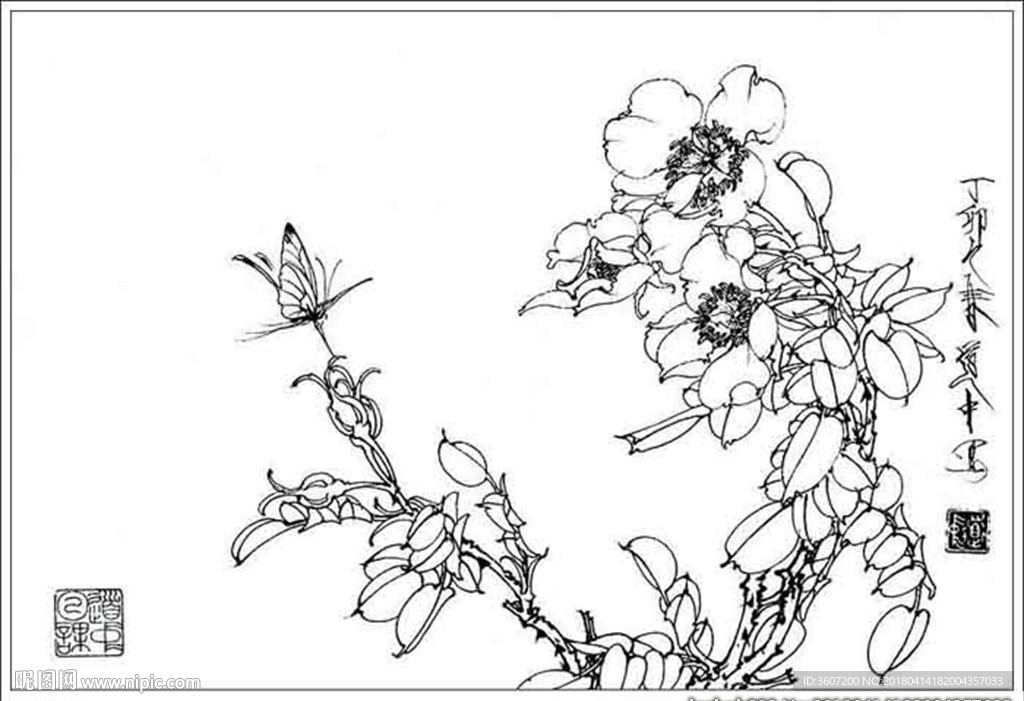 梨花线描 梨花白描 梨花素描