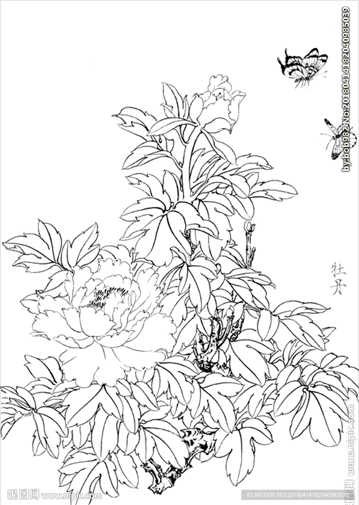 牡丹花线描 牡丹花白描 牡丹花