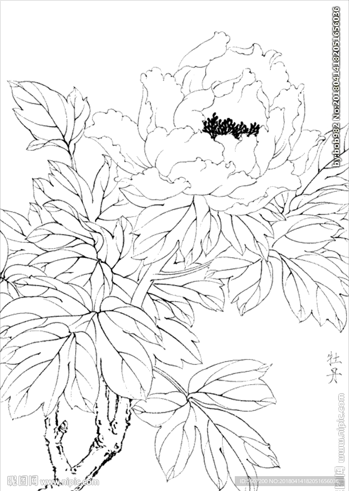 牡丹花线描 牡丹花白描 牡丹花