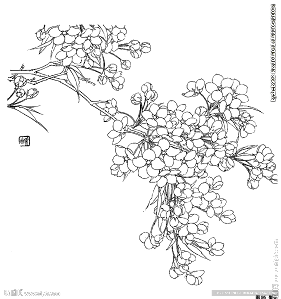 梨花线描 梨花白描 梨花素描