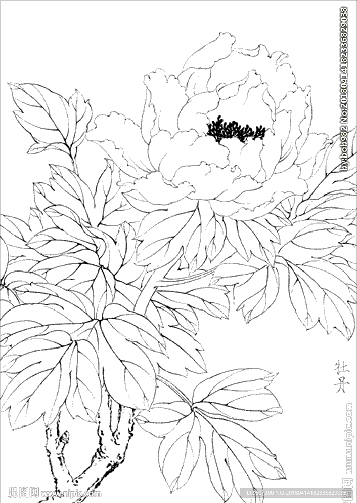 牡丹花线描 牡丹花白描 牡丹花