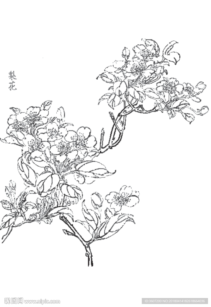 梨花线描 梨花白描 梨花素描