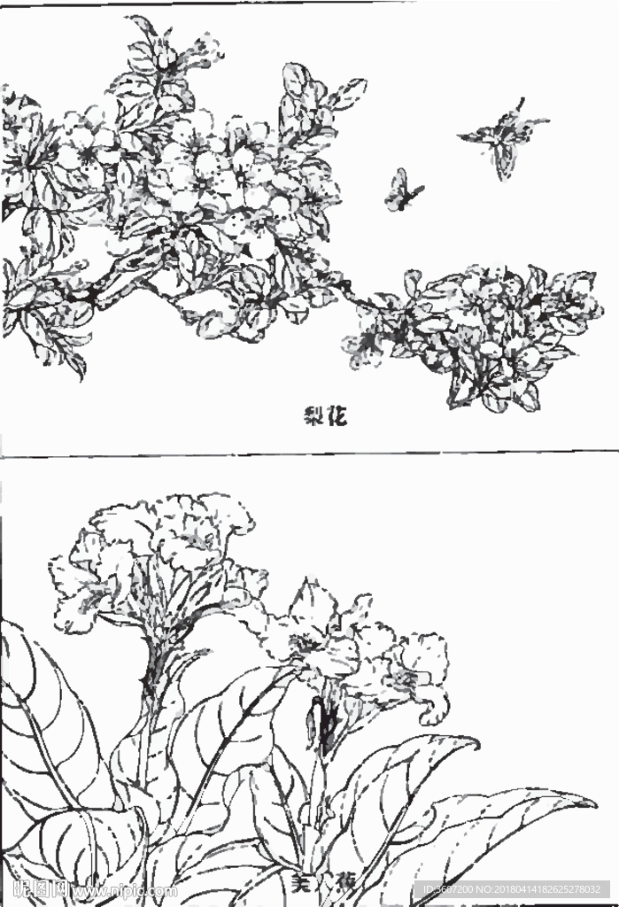 梨花线描 梨花白描 美人蕉