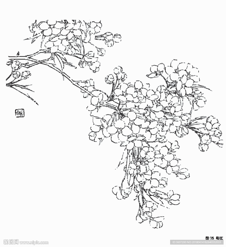 梨花线描 梨花白描 梨花素描