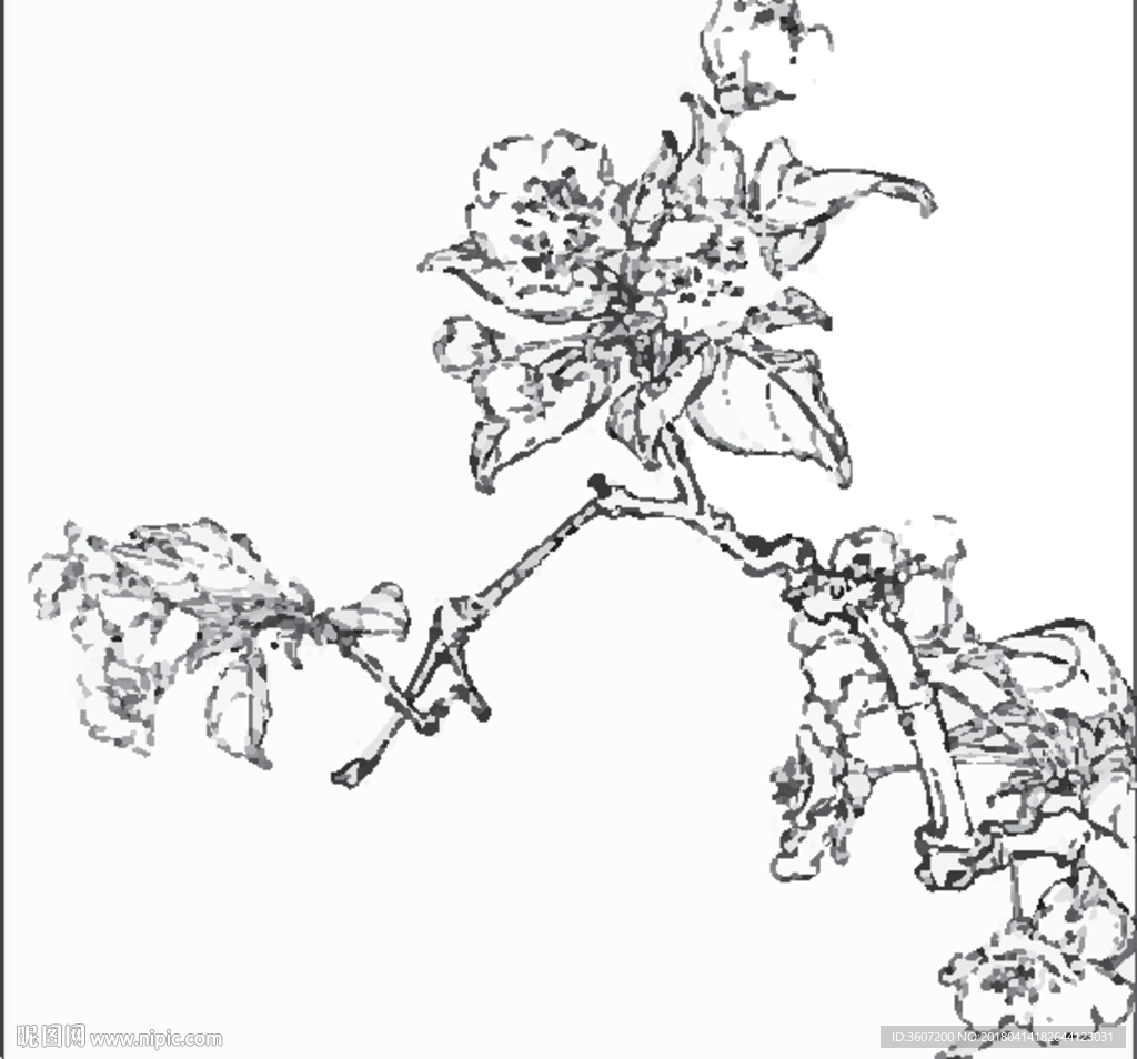 梨花线描 梨花白描 梨花素描