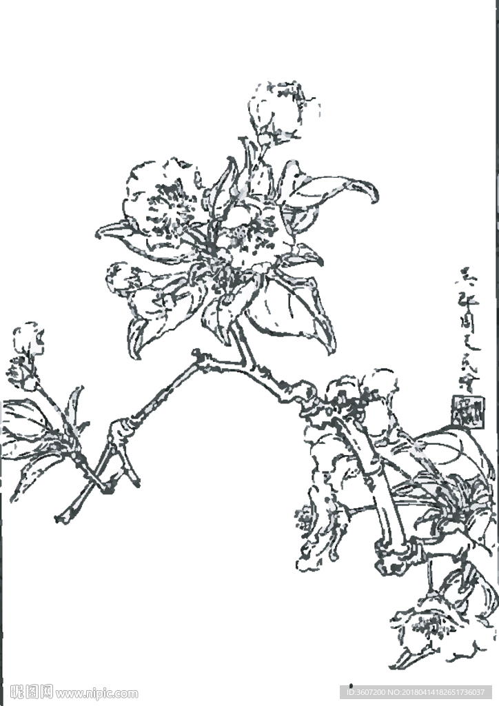 梨花线描 梨花白描 梨花素描