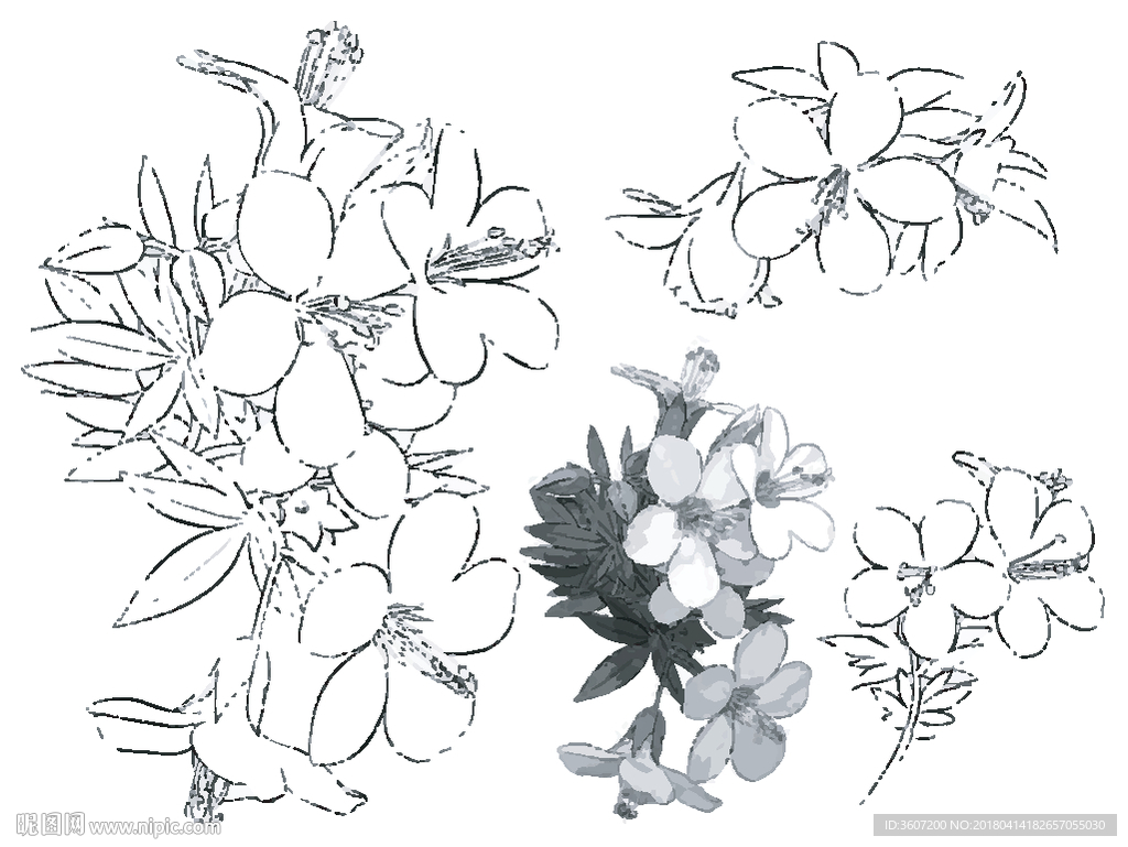 梨花线描 梨花白描 梨花素描