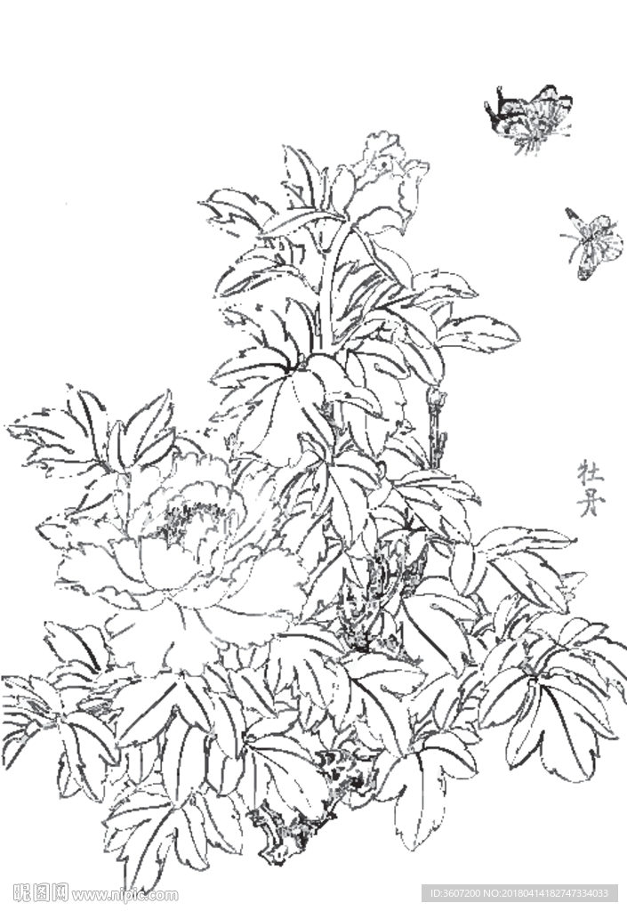 牡丹花线描 牡丹花白描 牡丹花
