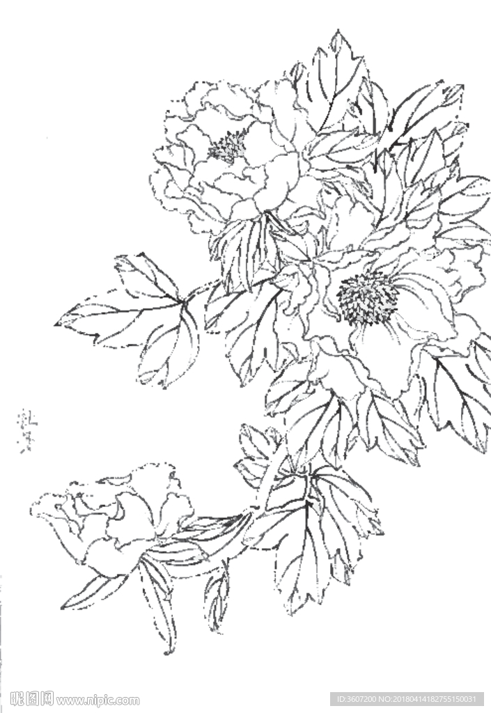 牡丹花线描 牡丹花白描 牡丹花