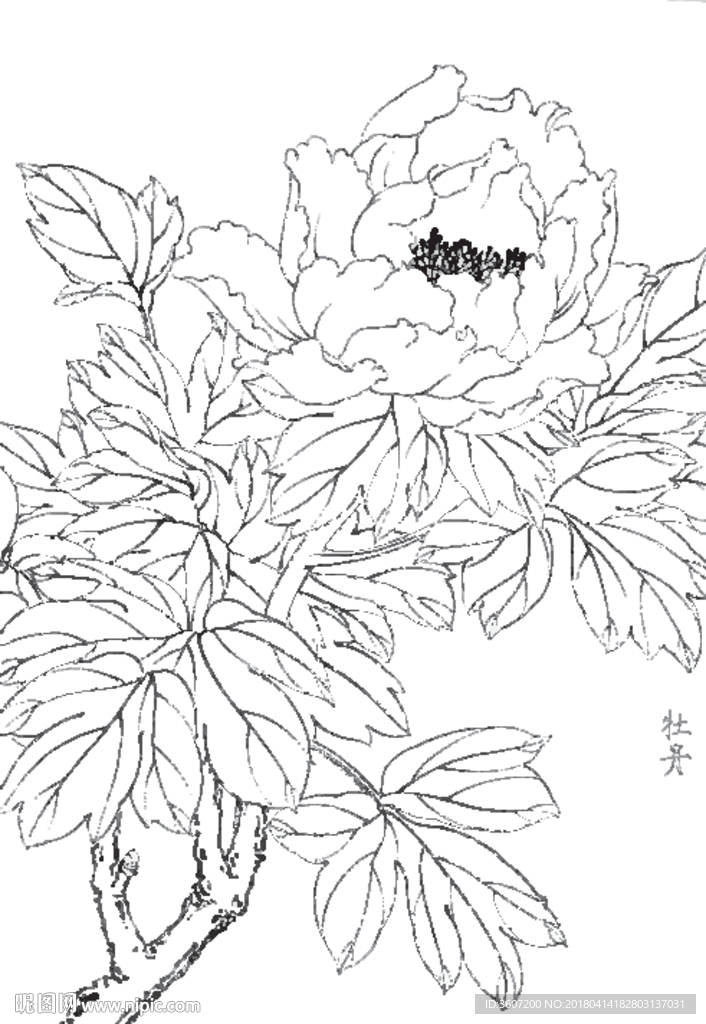 牡丹花线描 牡丹花白描 牡丹花