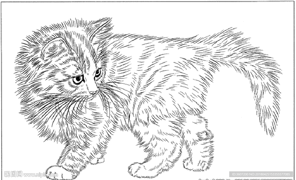 猫咪线描 猫咪白描 猫咪素描
