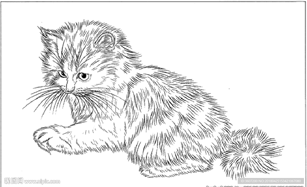 猫咪线描 猫咪白描 猫咪素描