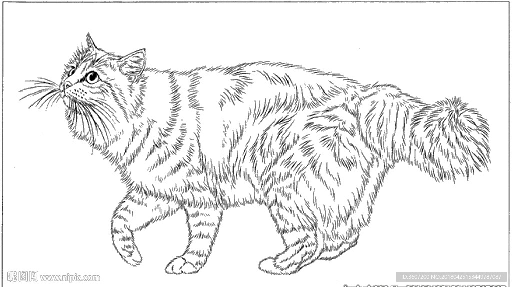 猫咪线描 猫咪白描 猫咪素描