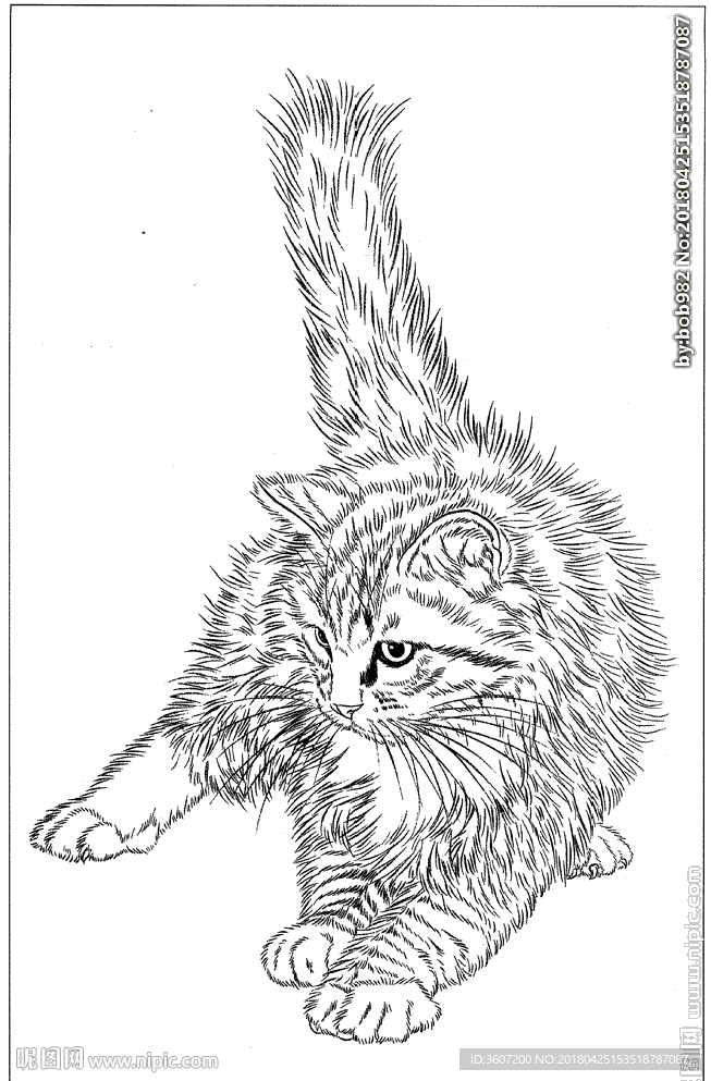 猫咪线描 猫咪白描 猫咪素描