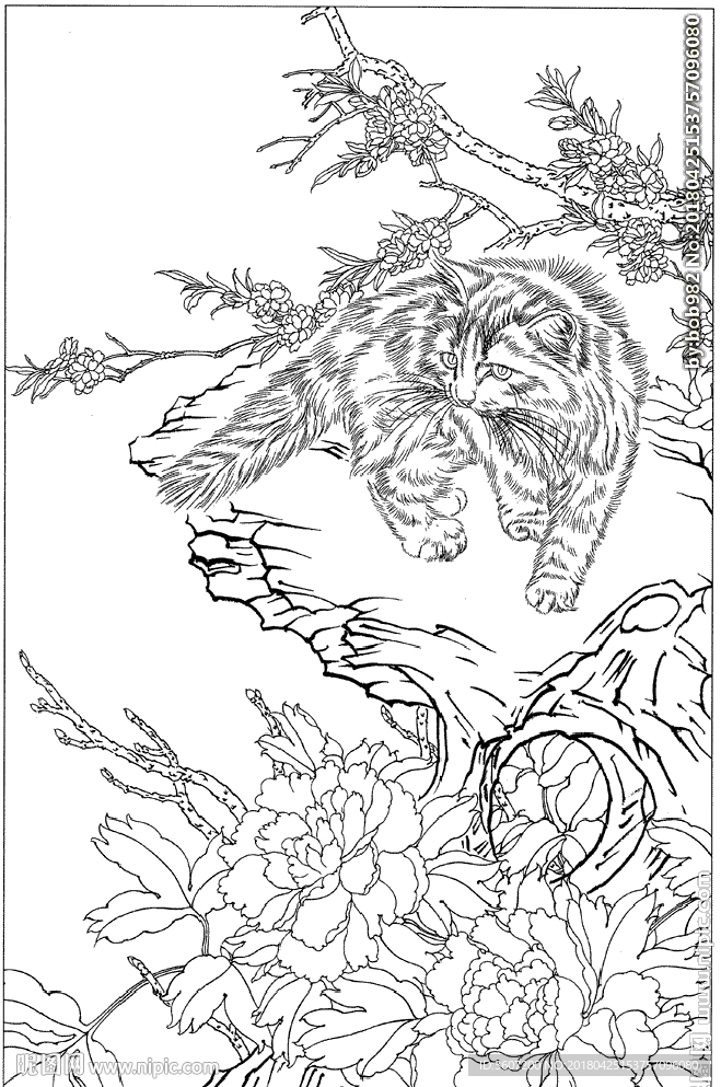 猫咪线描 猫咪白描 猫咪素描