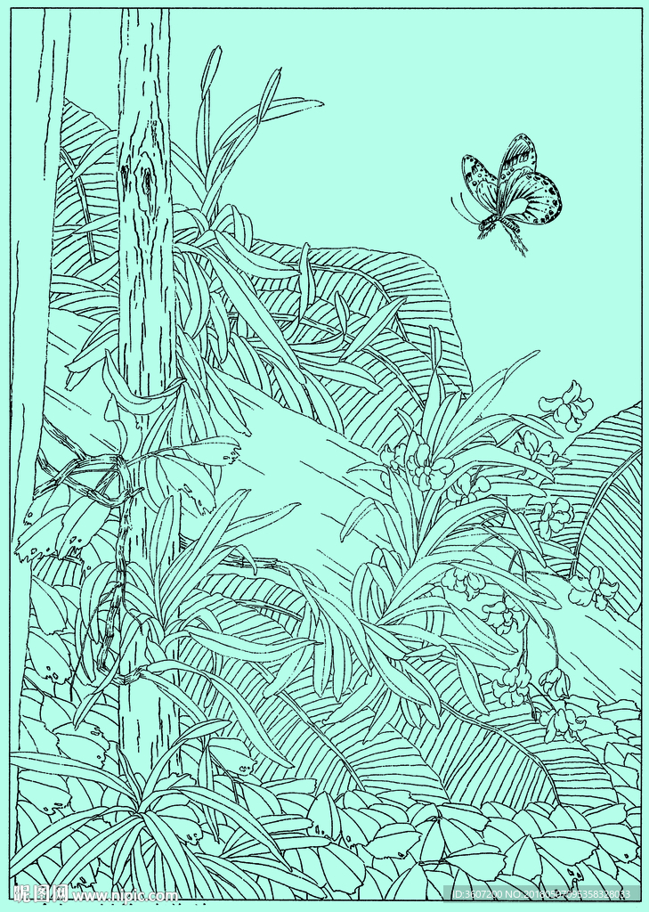 石斛兰线描 石斛兰白描 石斛兰