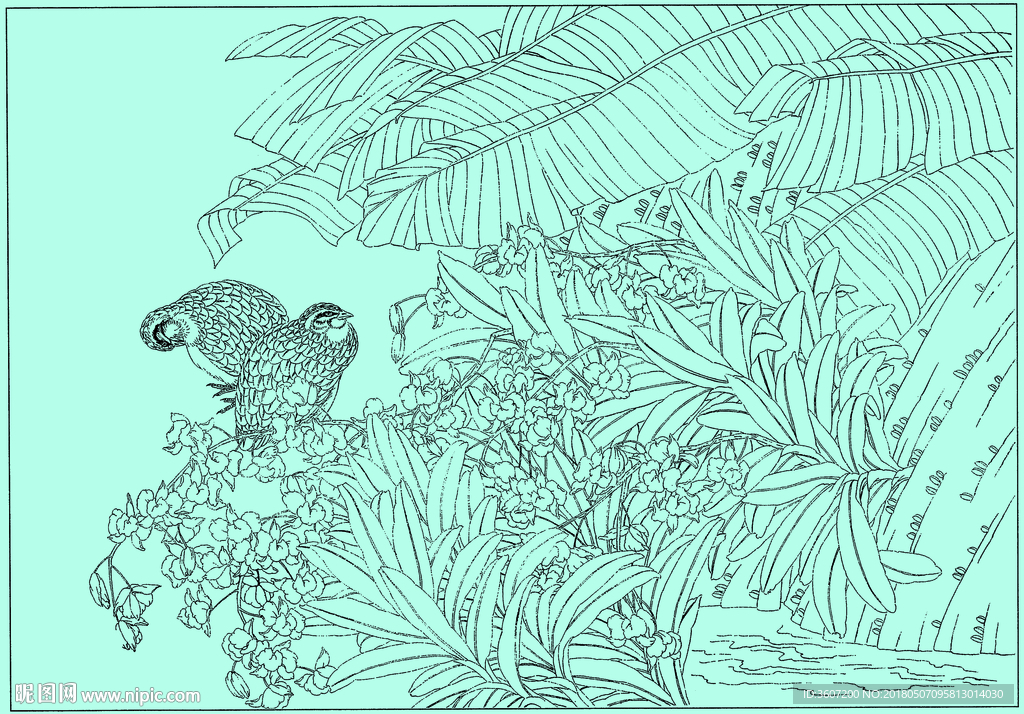 石斛兰线描 石斛兰白描 石斛兰