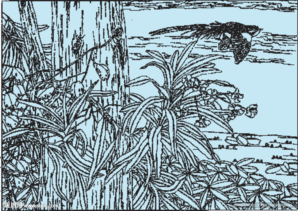 石斛兰线描 石斛兰白描 石斛兰