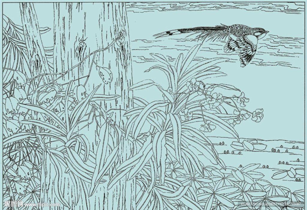 石斛兰线描 石斛兰白描 石斛兰