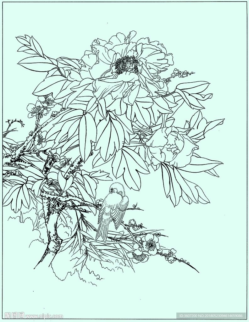 牡丹花线描 牡丹花白描 牡丹花