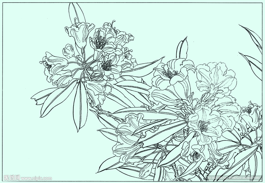 大叶杜鹃线描 大叶杜鹃白描