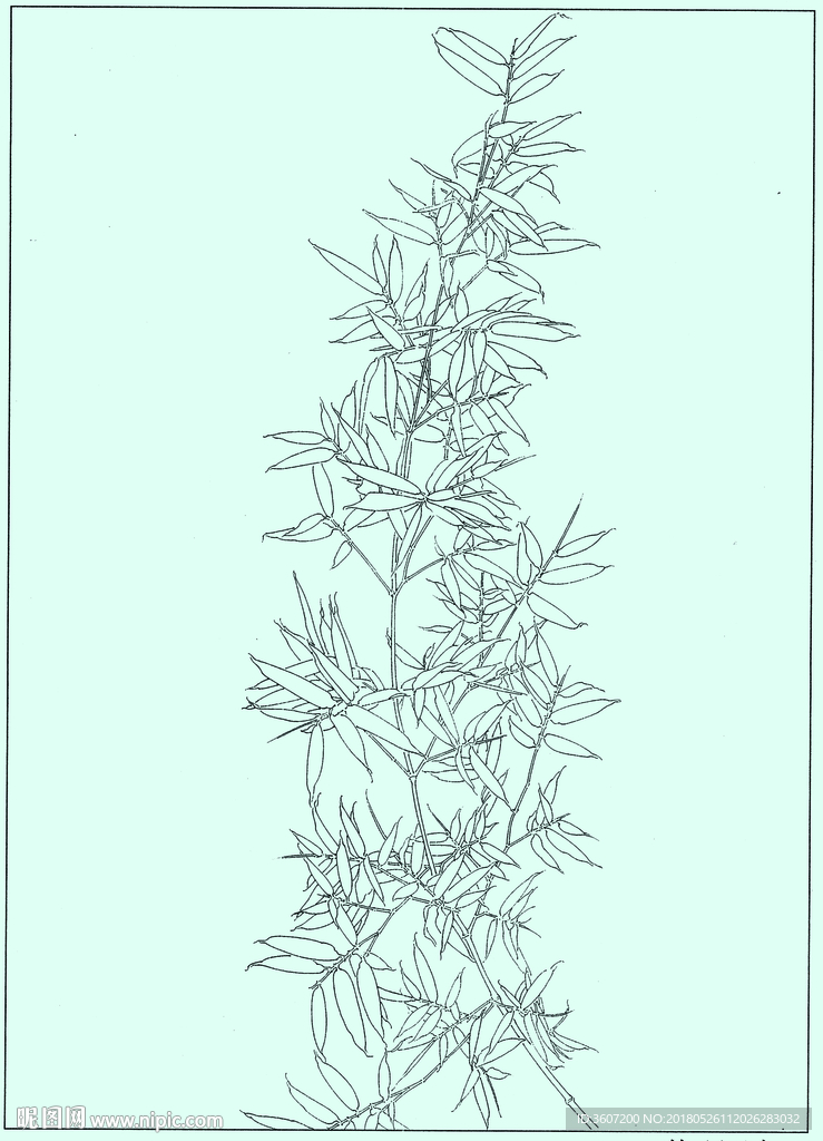 竹子线描 竹子白描 竹子素描