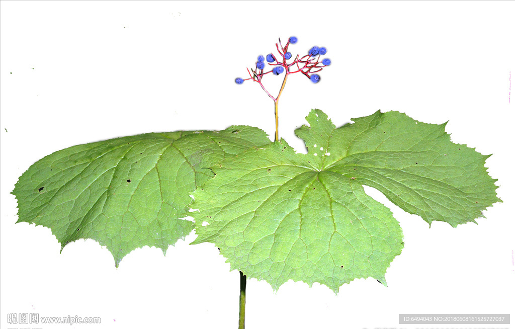 江边一碗水珍贵中药材透明背景图