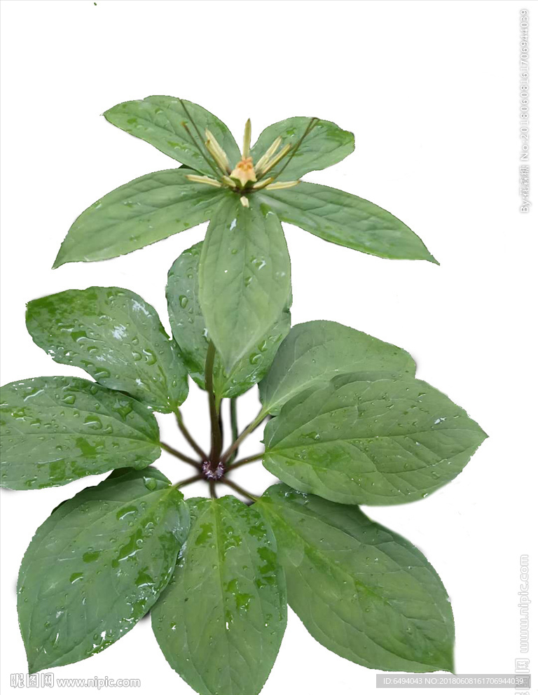 七叶一枝花珍贵中药材透明背景图