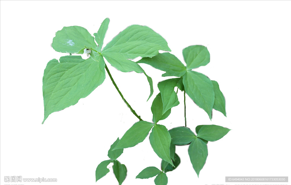 头顶一颗珠珍贵中药材透明背景图