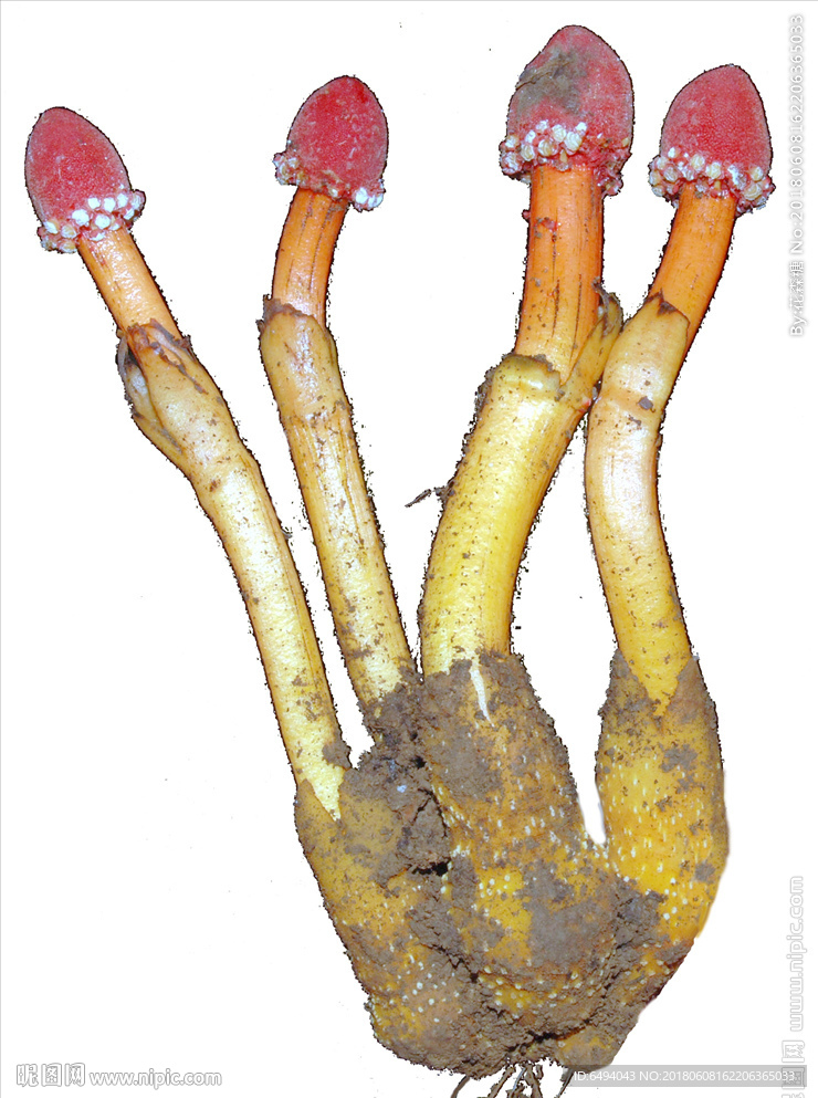 文王一支笔珍贵中药材透明背景图