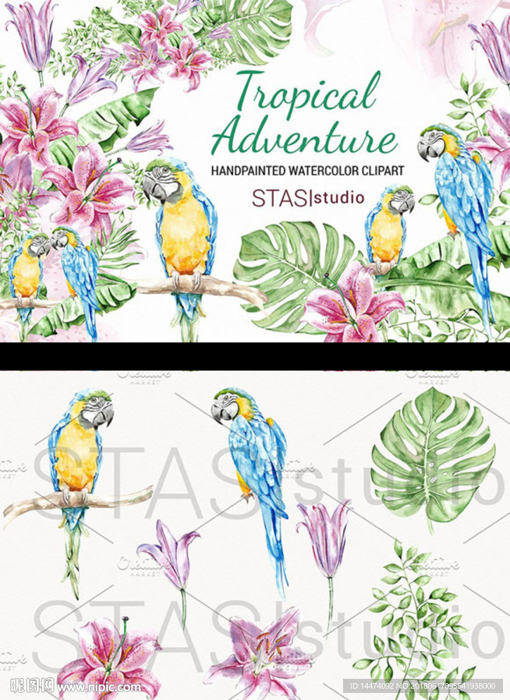 水彩手绘鹦鹉百合花卉棕榈叶素材
