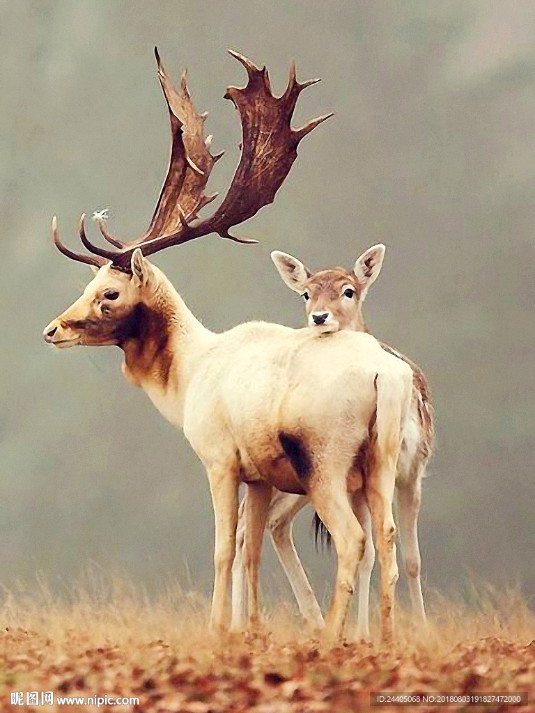 手绘装饰画 装饰画 水彩画图片