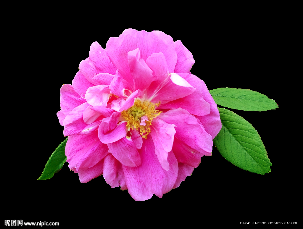 高清食用玫瑰花