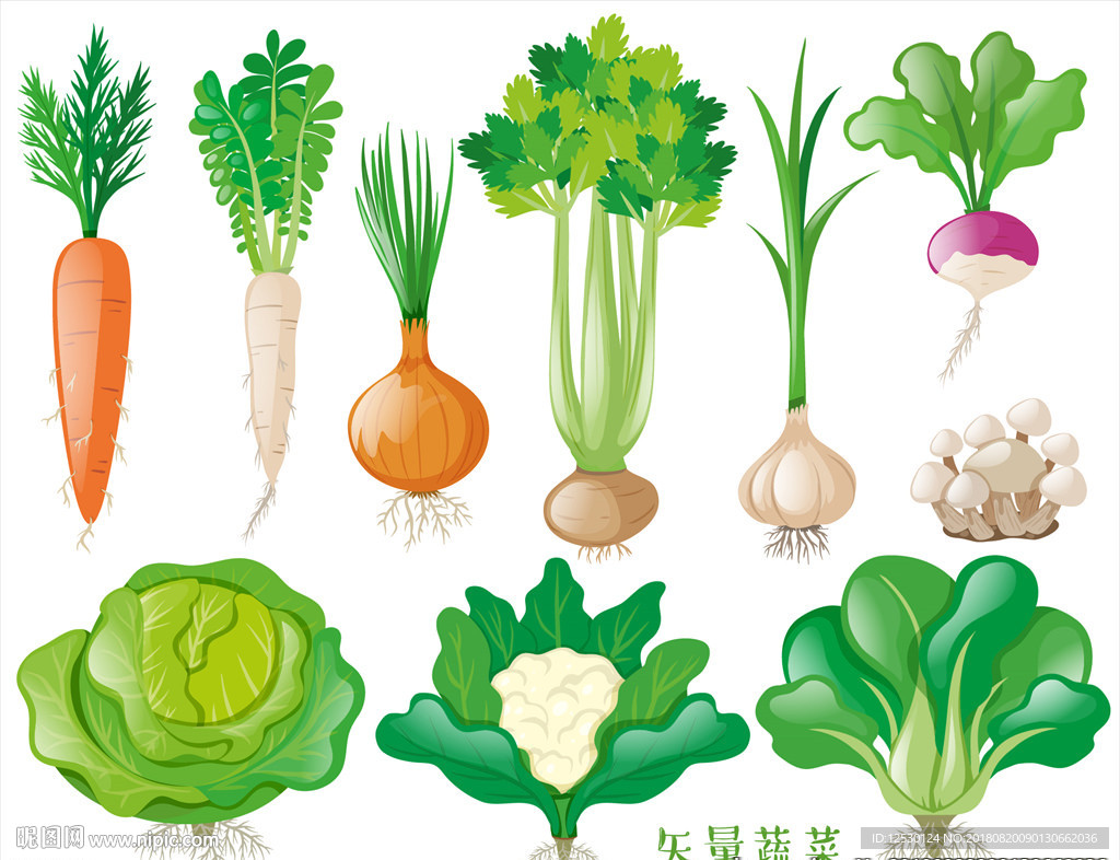 矢量蔬菜青菜萝卜胡萝卜蘑菇