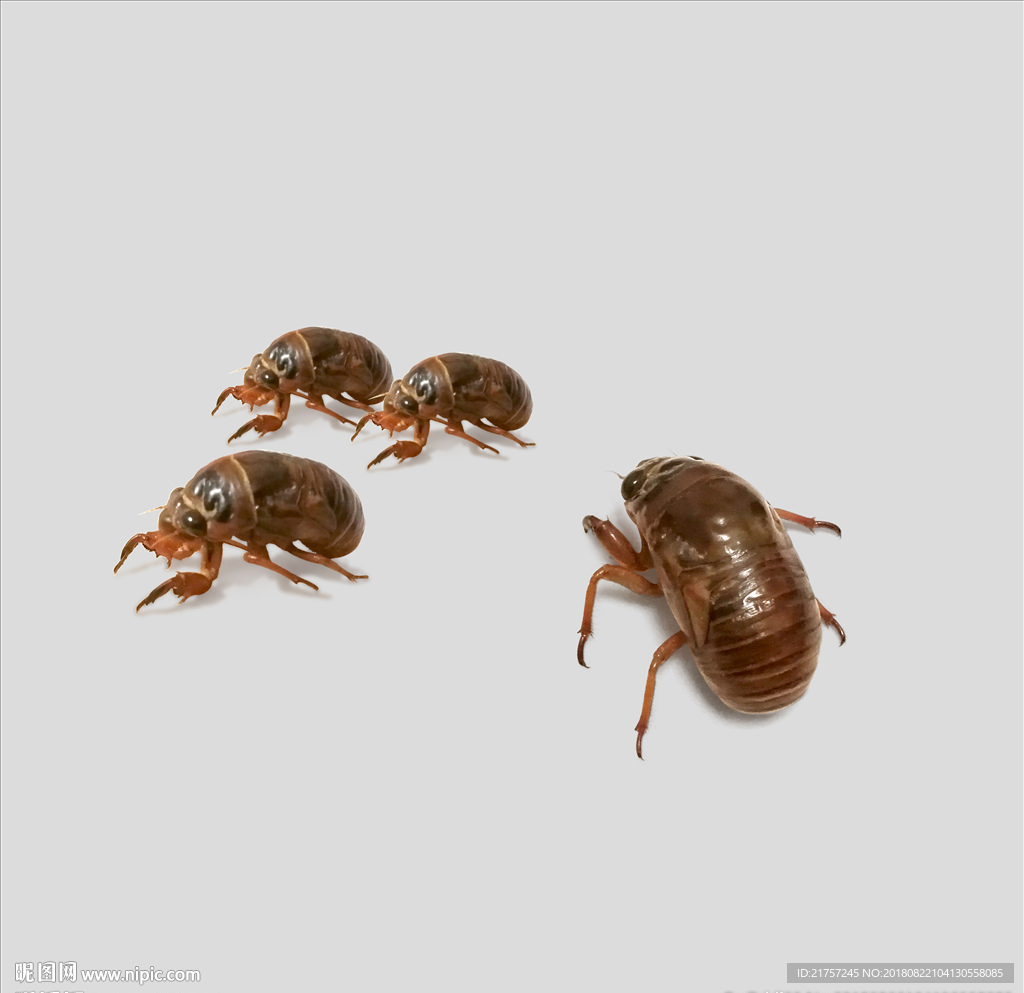 知了、金蝉（  免扣）