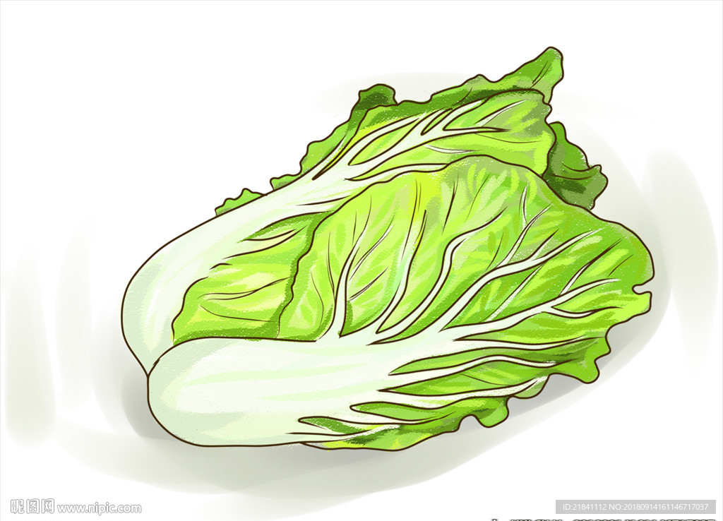 手绘白菜