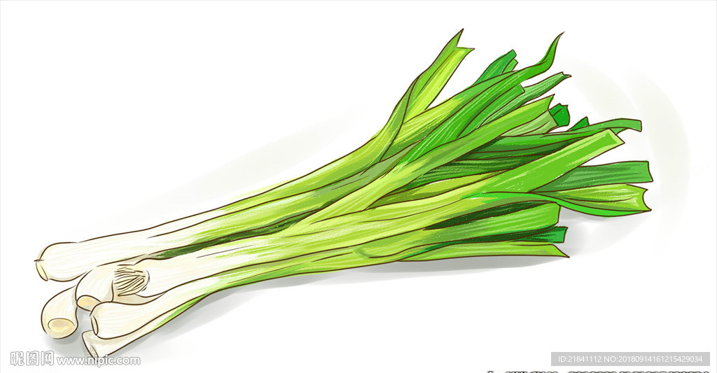 手绘大葱