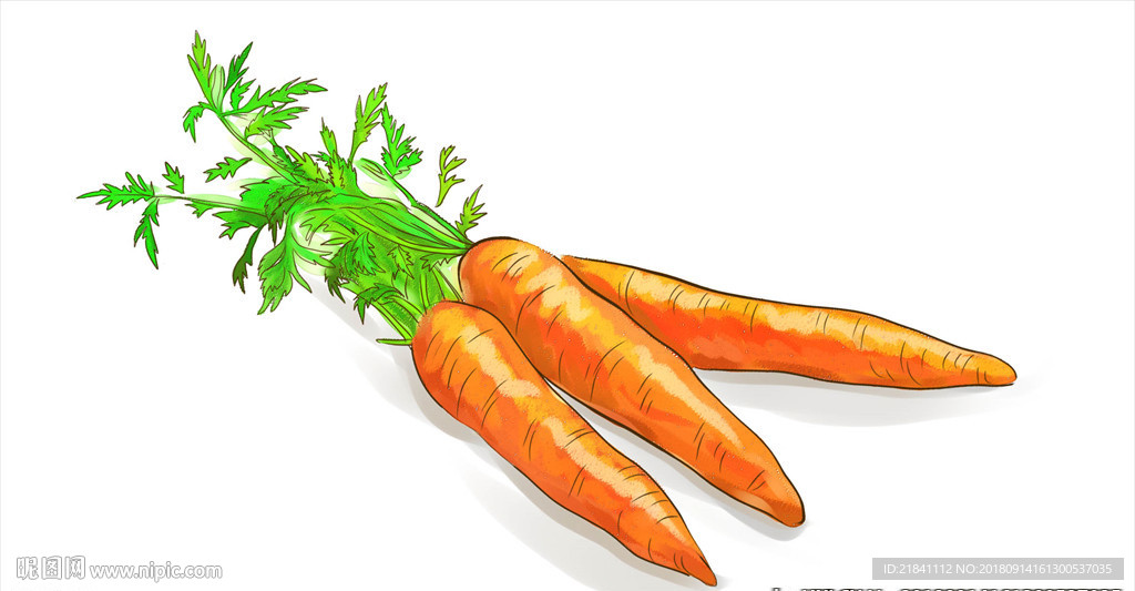 手绘胡萝卜