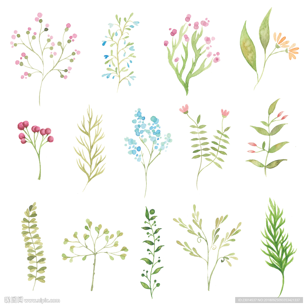 水彩植物清新花卉