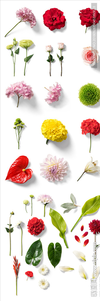 花开富贵牡丹 植物 花朵 富贵