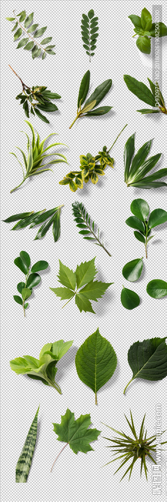 立体花 立体叶子 龟背叶 棕榈