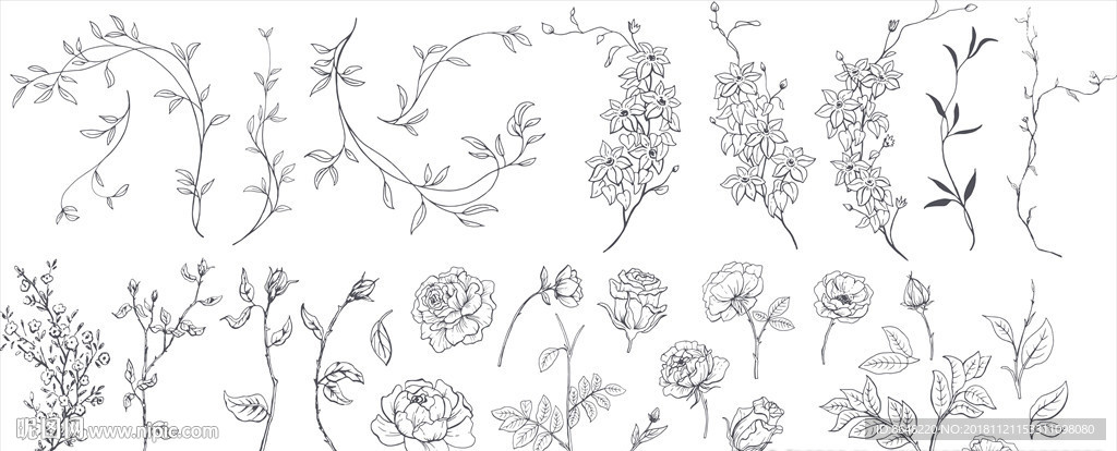 素描花朵