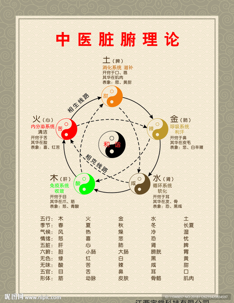 中医脏腑理论图