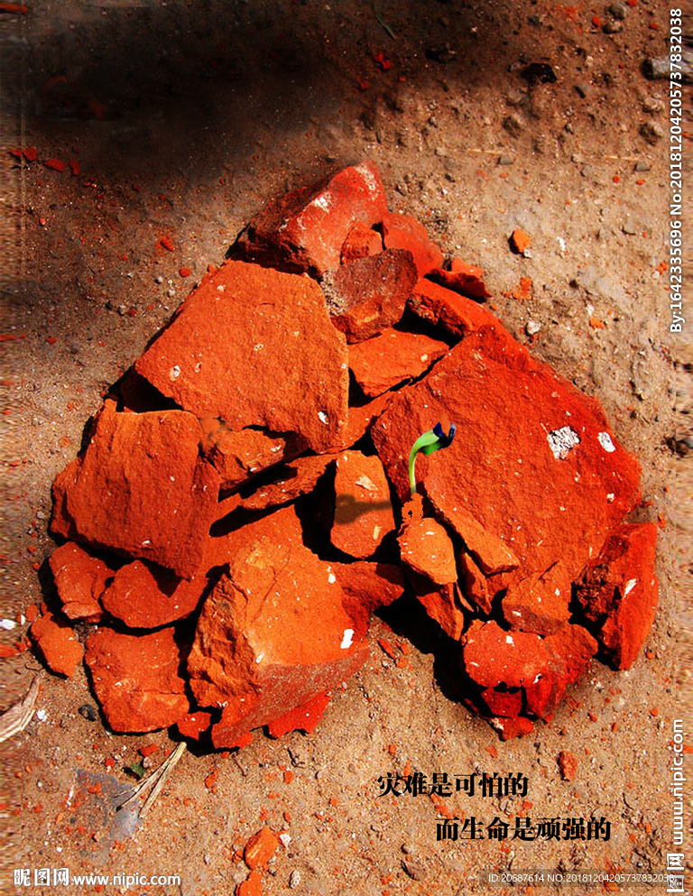 灾难是可怕的，而生命是顽强的