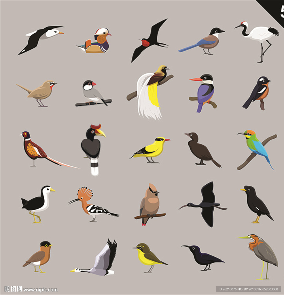 手绘鸟类插画素材